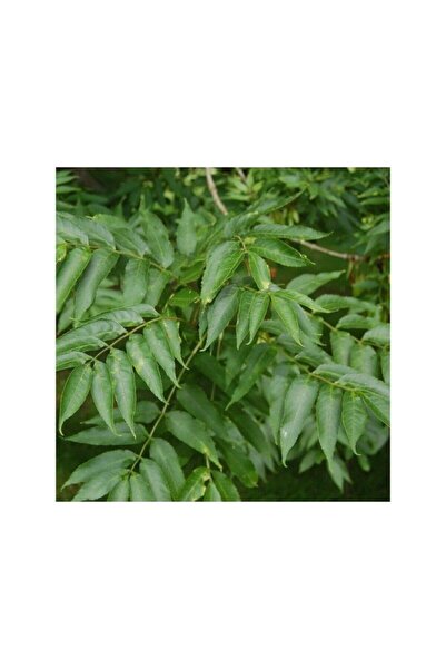 Mimoza Dişbudak Ağacı Fidanı 50-80 cm