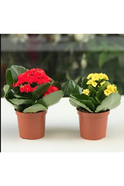 netten çiçek Kalanşo Çiçeği Renkli Kalanşo Çiçeği 2 Adet 10-20 cm