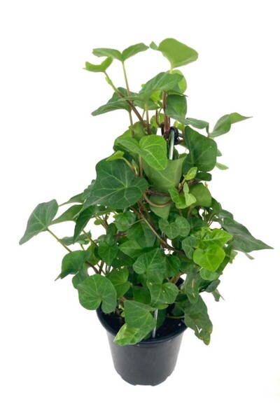Pina Concept Flower Hedera Canariensis - Kanarya Adası Sarmaşığı - Kaya Sarma...