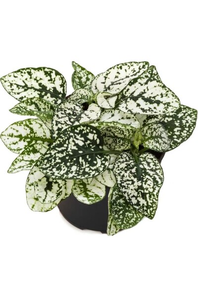 Mimoza Hostes Çiçeği Hypoestes Çilli Yaprak Çiçeği Beyaz 10-20 cm