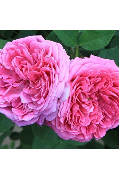 Genel Markalar Isparta Gülü Fidanı Rosa Damascena Mill. 10-20 cm