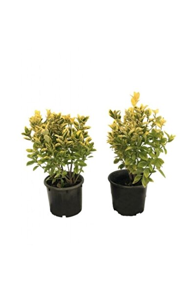 AAC TARIM Altuni Gold Taflan Fidanı Aactarımgoldtaflan Tüplü 20-30cm