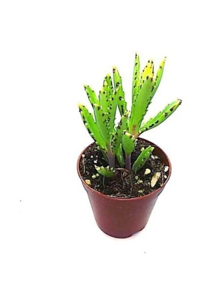 Genel Markalar Orta Boy Aşkın Gözyaşı Çiçeği 15-25 Cm