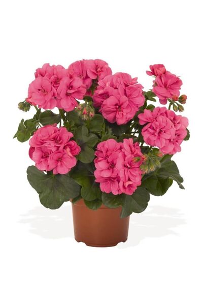 Genel Markalar Canlı Saksılı Sardunya Çiçeği Fidanı Pembe 10-20 cm