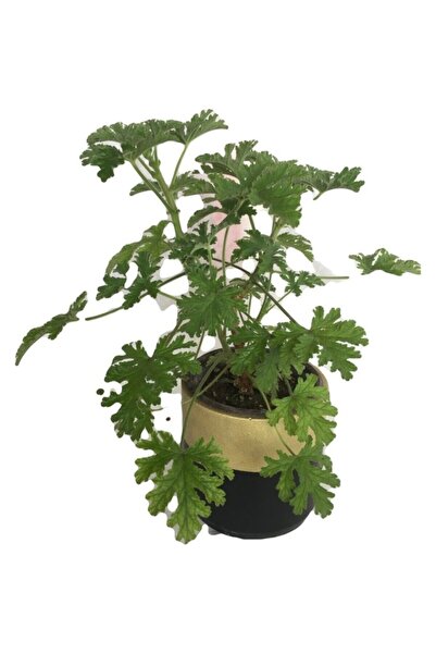 Mimoza Gül Damlası Çiçeği Itır Çiçeği Fidanı 10-20 cm