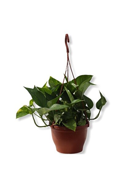 Çiçek Yolla Epipremnum Pathos Potos Sarmaşığı 10-20 cm