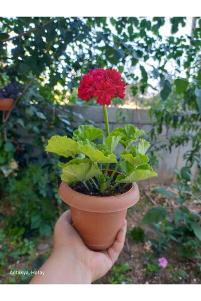 zarif çiçek Sardunya ( Kırmızı ) Çiçeği Fidanı 10-20 cm