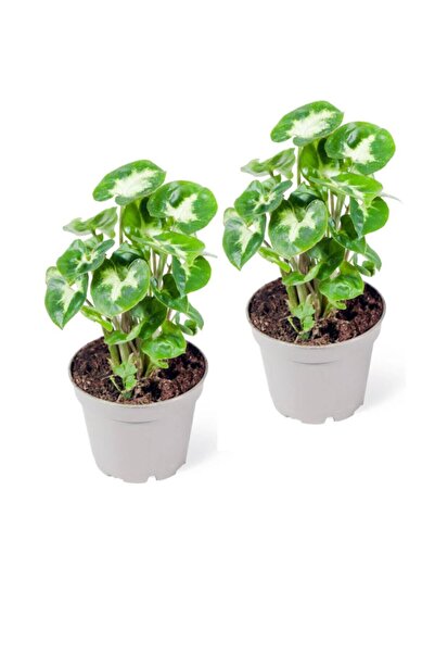 Genel Markalar Melek Kanadı Çiçeği Syngonium Pixie 2 Adet 10-20 cm