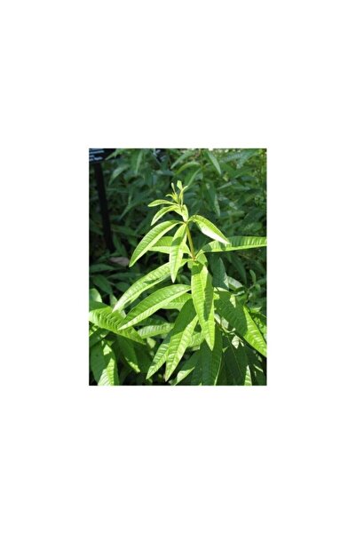 Mimoza Melisa Limon Otu Aloysia Triphylla Fidanı 10-20 cm
