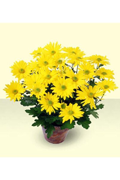 YAĞMUR BOTANİK Bodur Kasımpatı Fidanı Sarı 10-20 Cm