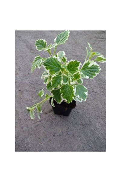 Mimoza Saksılı Yoğun Kokulu Benjamin (Plectranthus Forsteri) 10-20CM