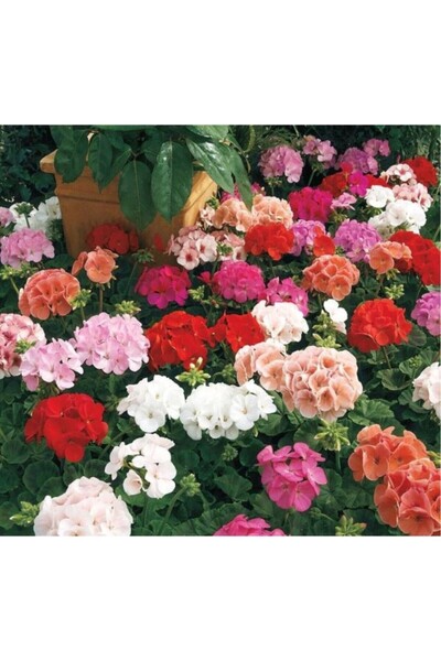 Mimoza Parlak Kırmızı Canan Sardunya Fidesi Pelargonium Aristo 10-20 Cm