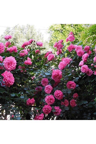 Floramut Pembe Gül Fidanı Yediveren Kokulu 10-20 cm