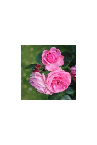 Mimoza Pembe Yediveren Sarmaşık Isparta Gül Fidanı 15-25 cm