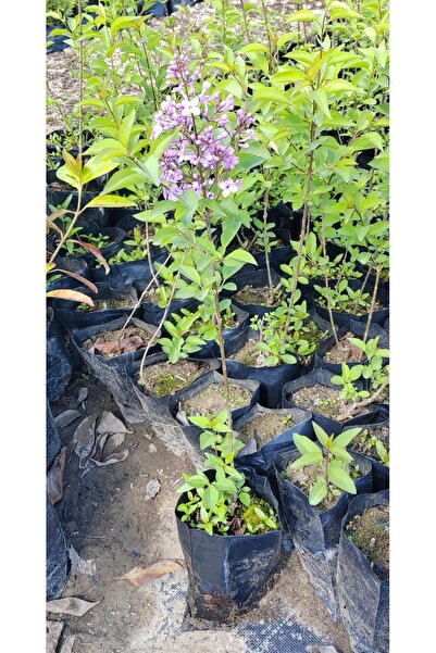 FİDANKÖY Leylak fidani Kokulu 30-60 cm