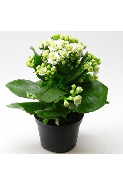 Mevsim Fidancılık Beyaz Kalanşo Kalanchoe Emel Hanım Kardeş Kanı Çiçeği 10-20 cm