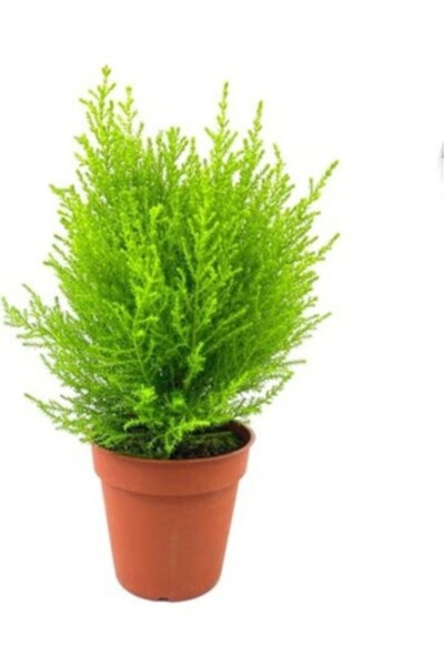 Mimoza Limon Kokulu Limoni Servi Fidanı Limoni Servi Çam Ağacı 40-60 cm