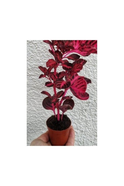 Mimoza Cingene Çingene Şalvarı Bitkisi Iresine Herbstii 8.5 cm Saksida