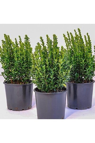 ASES Tüplü Yeşil Taflan Fidanı Boy 40-50cm