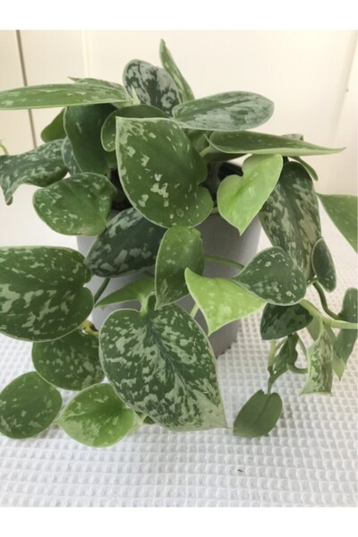 PLOT Epipremnum Pothos Sarmaşığı Fidanı Scindapsus Pictus 10-20 cm