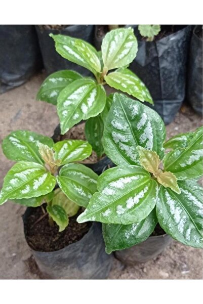 NisaBebe Karyağdı Alüminyum Çiçeği Topçu Çiçeği Pilea Cadierei 3 Adet