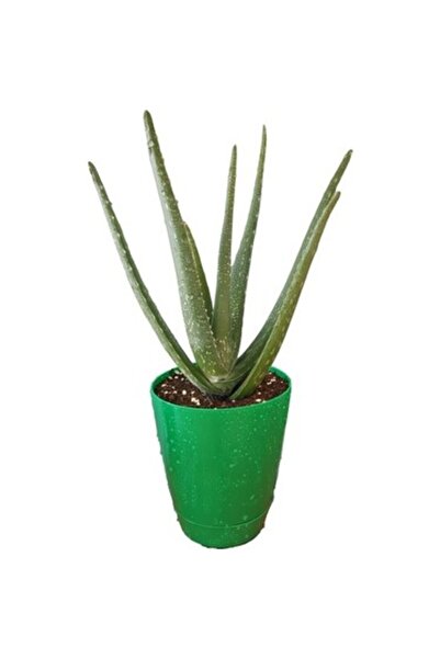 Mimoza Alovera Fidanı Sarı Sabır 10-20 cm