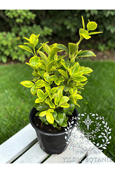 YILDIZ BOTANİK Altuni Gold Taflan Çit Bitkisi Sarı Taflan Fidanı 25-30 Cm 1 S...