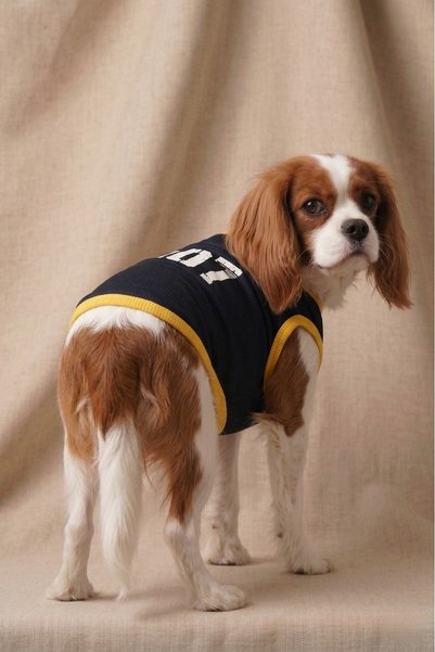 Patipin Yellow Navy Blue Fan Dog Outfit - 1907 Printed Summer Tank Top - Suitable for Small and Medium Breeds
