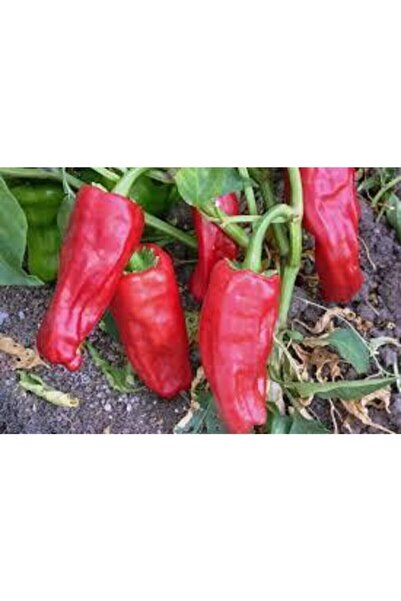 ata tohumculuk 100 Adet Tohum Süper Paket Adana Karaisalı Hafif Acı Salçalık ...