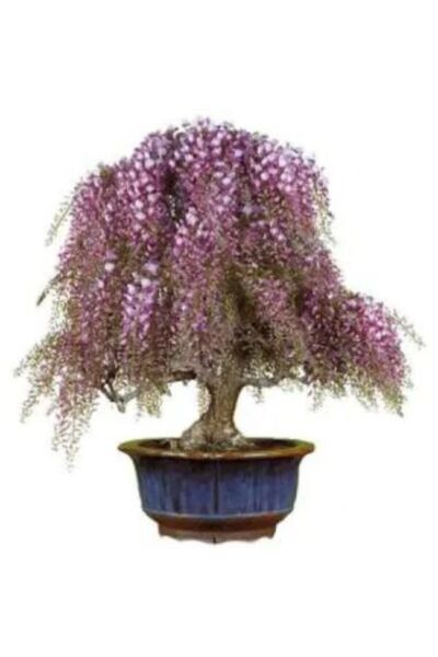 Serdar Çam Tohumculuk Nadir Ithal Kıbrıs Akasya Bonzai Ağacı Tohumu 5 Tohum B...