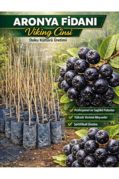 FİDANKÖY Aronya 4 yaş büyük poşetli bahce kurulumuna uygun doku kültürü uretimi