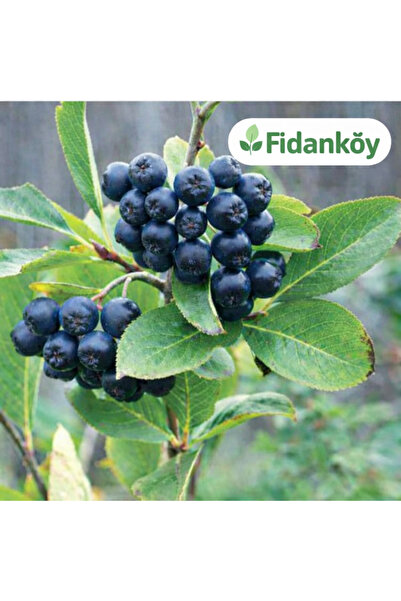 FİDANKÖY Aronya Fidanı Saksılı/tüplü