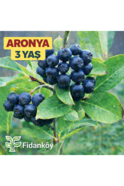 Fidan Köy Aronya buyuk tüplü bahçe kurulumuna uygun