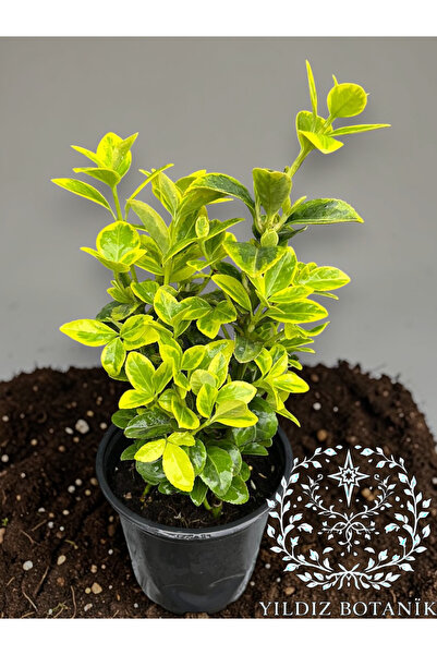 YILDIZ BOTANİK Altuni Gold Taflan Çit Bitkisi Sarı Taflan Fidanı 25-30 Cm 1 S...