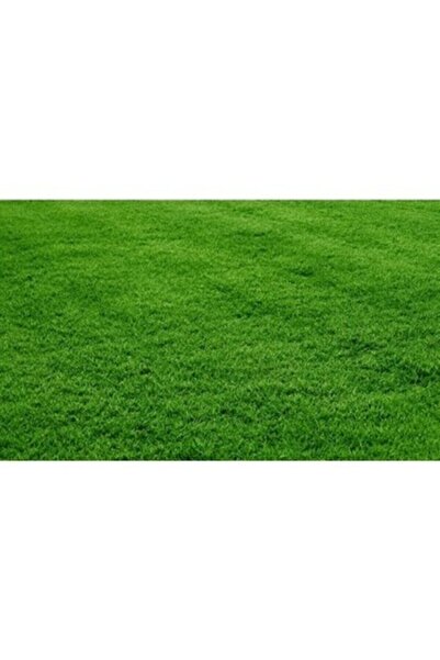 Bermuda Grass Grass Seed (Special for Dry and Dehydrated Areas) 100 Gr