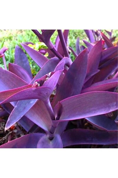 BİORGANİX Tradescantia Saksılı Mor Telgraf Karasevda Çiçeği 10-20 Cm