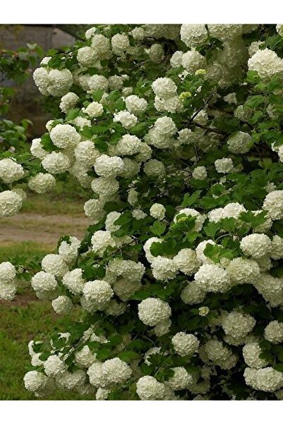 BİORGANİX Viburnum Lucido Kartopu Çiçeği Fidanı 30-50 cm