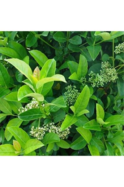 BİORGANİX Viburnum Lucido Kartopu Çiçeği Fidanı 30-50 cm