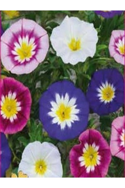 OEM Seminte Zorele Cățărătoare (Ipomoea purpurea)-15 Seminte