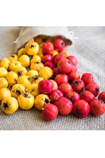 Doğan Fidancılık Kırmızı alıç fidanı 3 yaşında 120- 150 cm boyunda