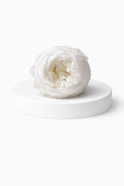 FantezieCuLicheni Bujor stabilizat – floare decorativă naturală