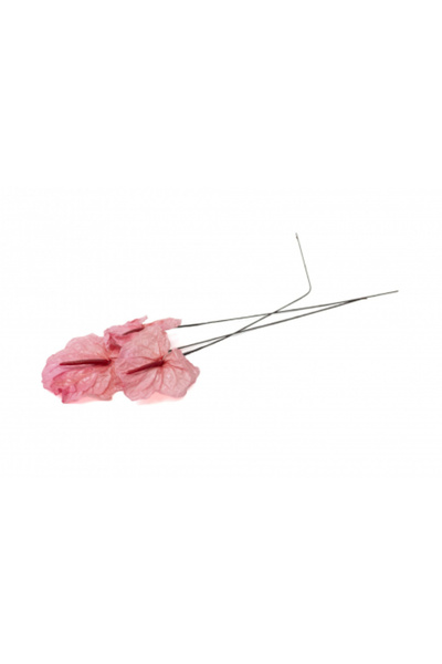 FantezieCuLicheni Stabilized pink anthurium – natural decorative plant