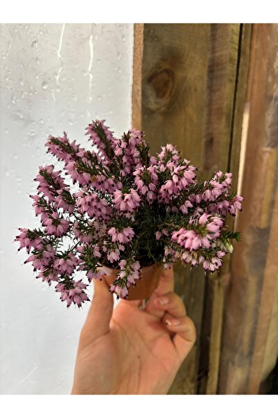 nazlı çiçekçilik Erika Funda Çiçeği Pembe Hafif kokulu 7lik Saksıda