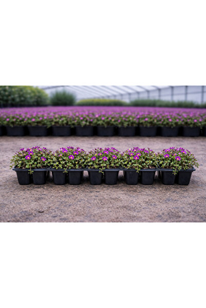 Wallstar Mezar Çiçeği Mor Acem Halısı 5’li Viyol – Dayanıklı Yer Örtücü Bitki