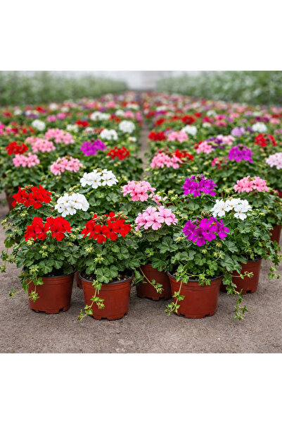 FİDEİSTE Sakız Sardunya Sarkıcı Canlı Çiçek Dış Mekan Balkon Bitkisi