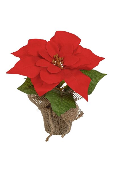 OEM Ghiveci Decorativ de Craciun cu Craciunita 20 centimetri