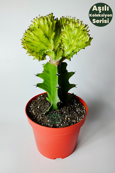 Toptan Kaktüs Koleksiyon Kaktüs Euphorbia Cristata Variegata Aşılı Nadir Geçi...