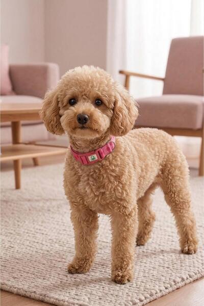 United Colors of Benetton Bntmkt-0028-db-11m cat & dog knitted collar 1.5x26-...