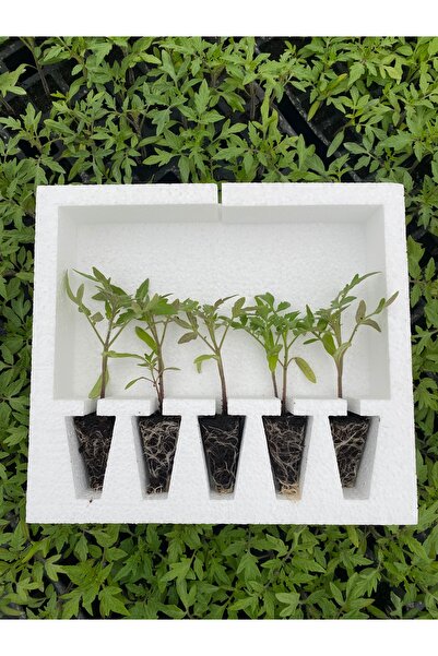 AAC TARIM 5 adet salkım domates fidesi bol döküm