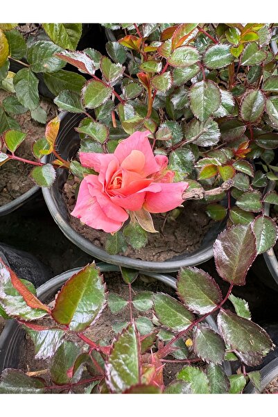 GÜL - MEYLAN GÜLÜ PEMBE